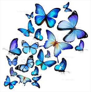 تصویر با کیفیت پروانه های آبی